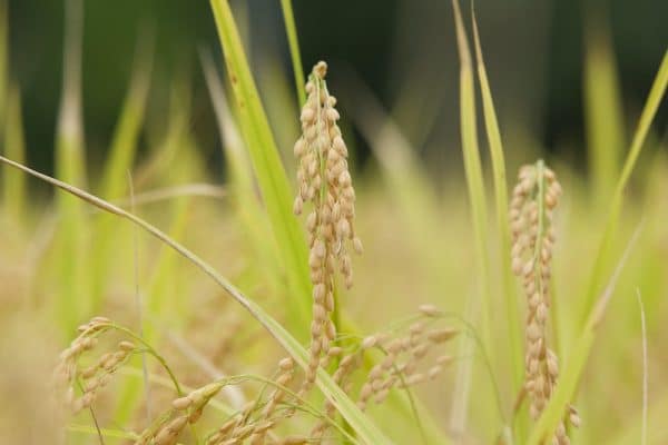 農家直送×手造り生マッコリ<br>島根県産の新米を「飲んで応援」