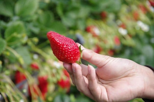 環境に優しい栽培方法の「石垣いちご」のいちご狩りが開始