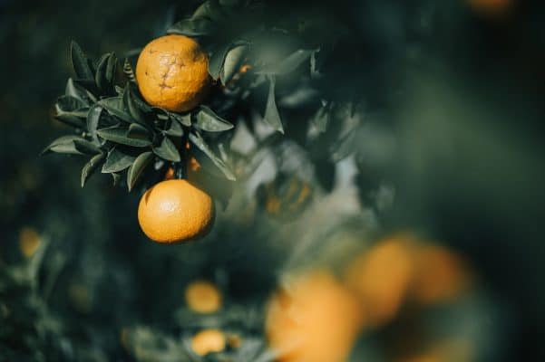 広島県尾道に国産精油創りの拠点「尾道蒸留所」が開設